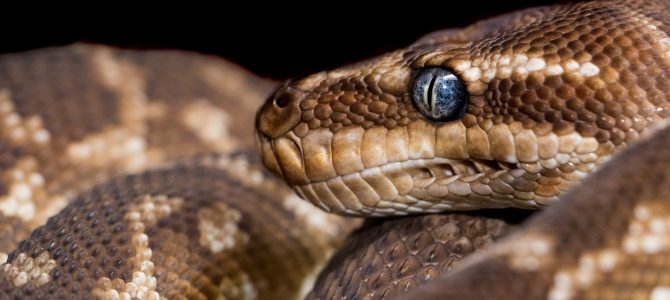 7 Python basics for JavaScript engineers